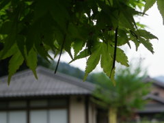 鵜の瀬