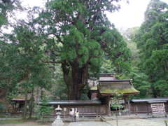 若狭姫神社の千年杉
