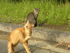 ニャー兄弟