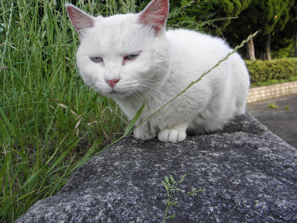 ねこにゃん２