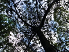 嵐の後の森2