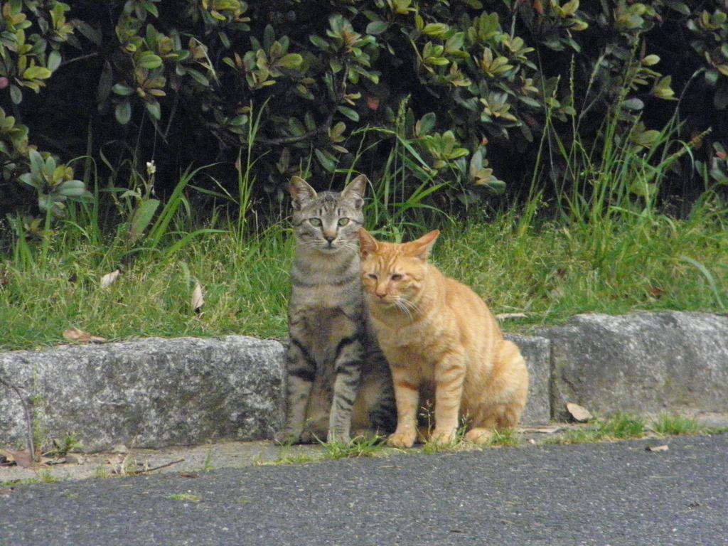 ニャー兄弟２
