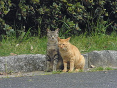 ニャー兄弟２