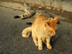 ニャー兄弟