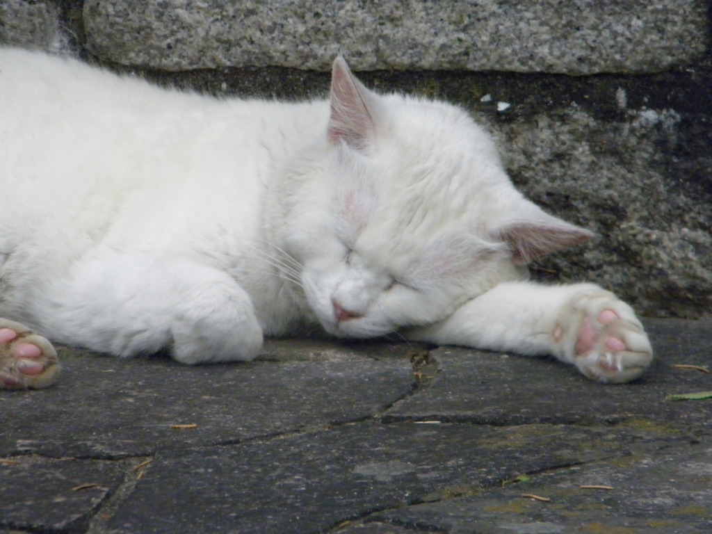 ねこにゃん１