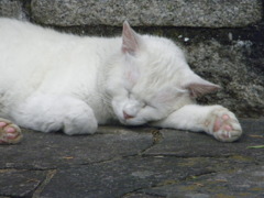 ねこにゃん１