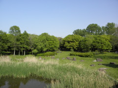 緑地