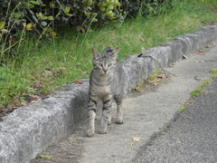 ニャー一号