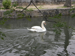 白鳥の運河
