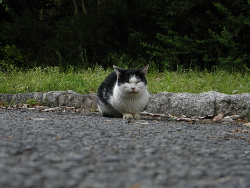 マル猫