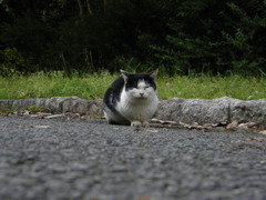 マル猫