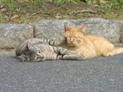 ニャー兄弟５