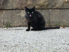 黒猫ペロ