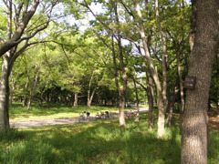 緑地