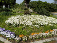 緑地花