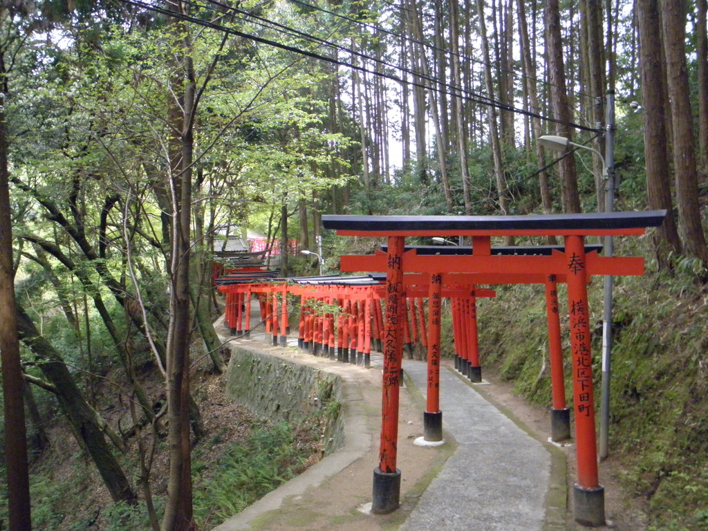 鳥居の行列