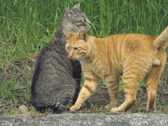 ニャーきょうだい６