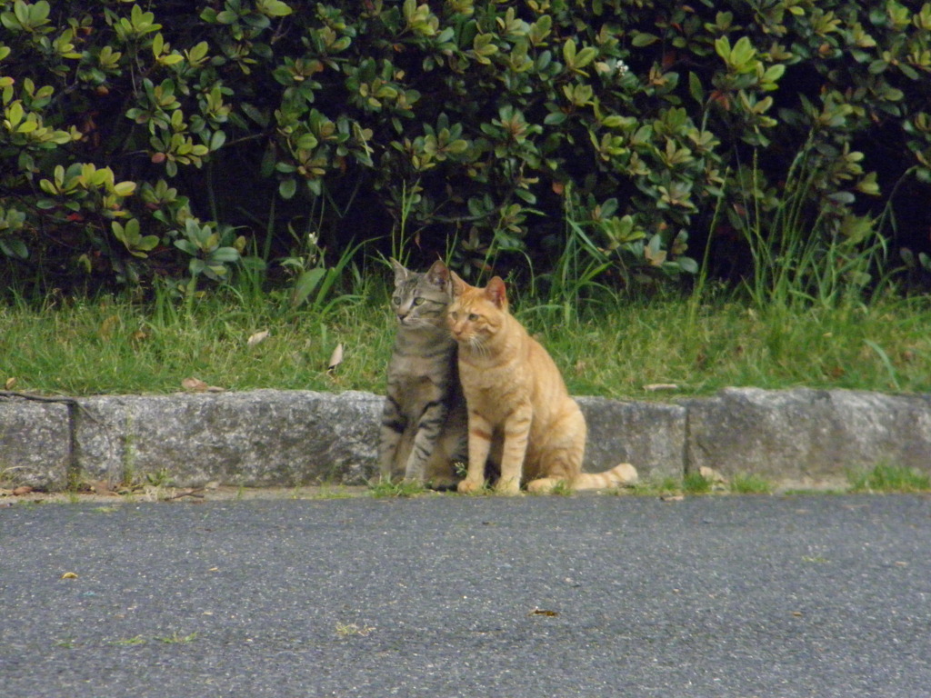 ニャー兄弟１
