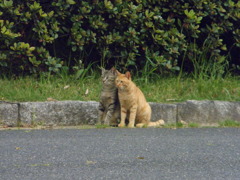 ニャー兄弟１