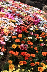 花のじゅうたん