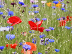 近所の花達