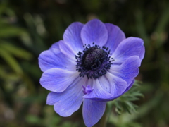 近所の花達