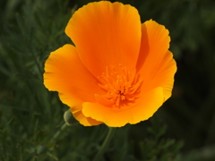 近所の花達