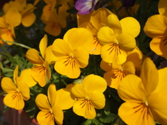 庭の花　part1