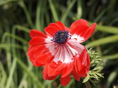 近所の花達