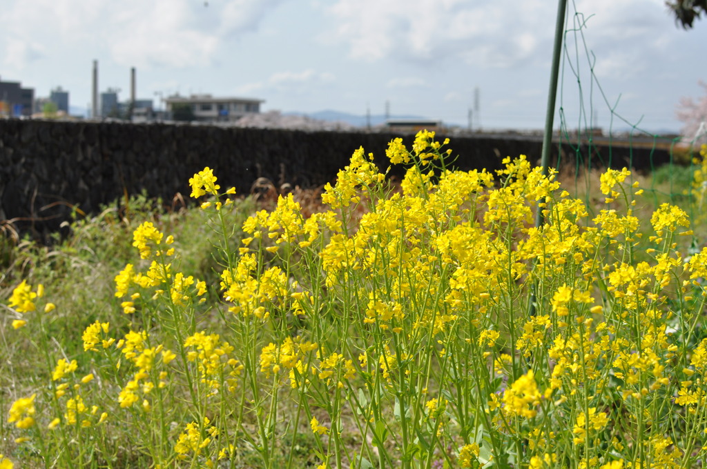 野に咲く花のように