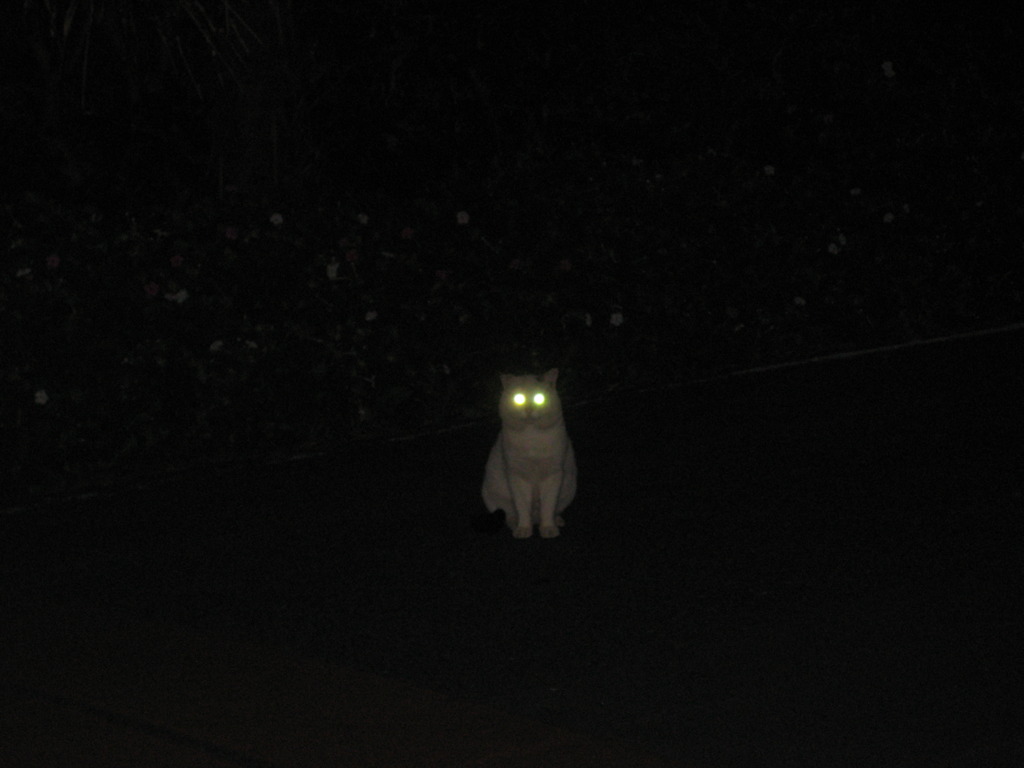 ヌシ