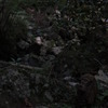 野生のサル