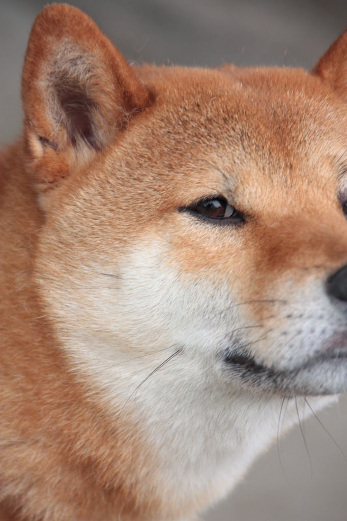 となりのワンコ