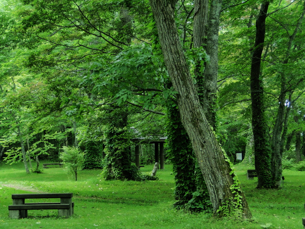 森の公園