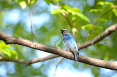 青い鳥