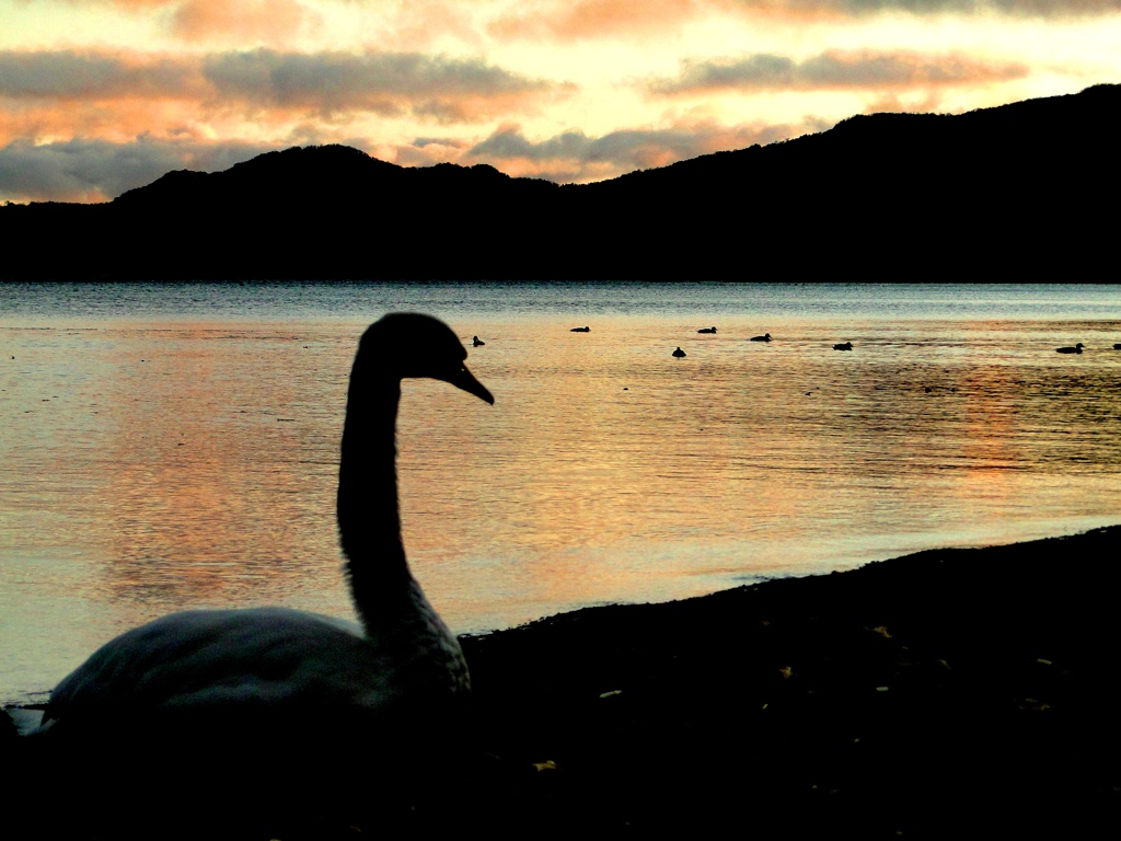 白鳥の湖