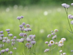 初夏のささやき