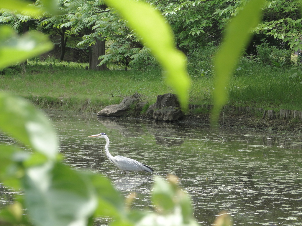 鳥の居る風景