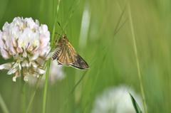 シロツメクサの花が咲いたら