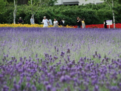 紫のじゅうたん