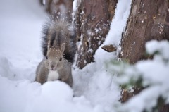 雪遊び大好き！！