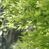 優しい風