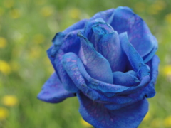 BLUE　ROSE