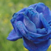 BLUE　ROSE