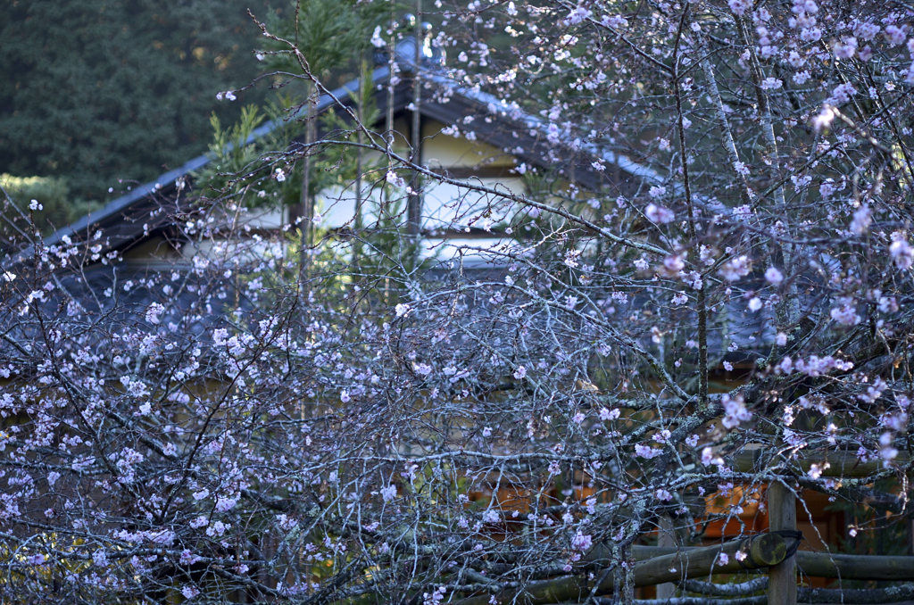 DSC_4197