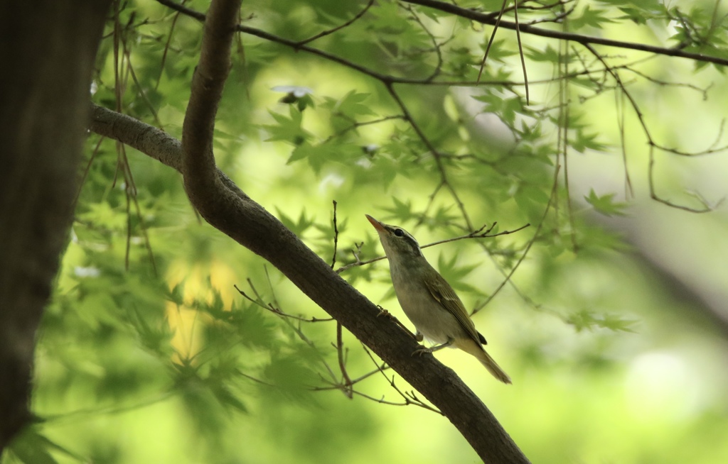 野鳥①