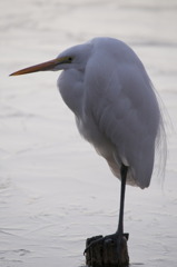 野鳥