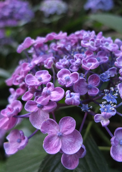 渦紫陽花