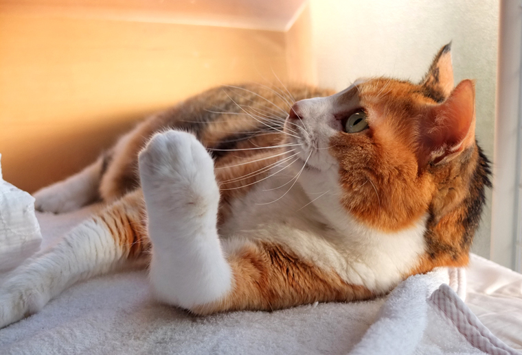 猫