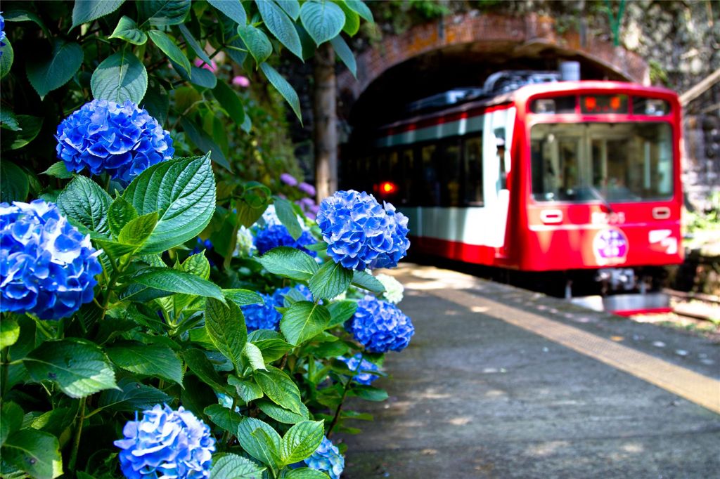 紫陽花電車